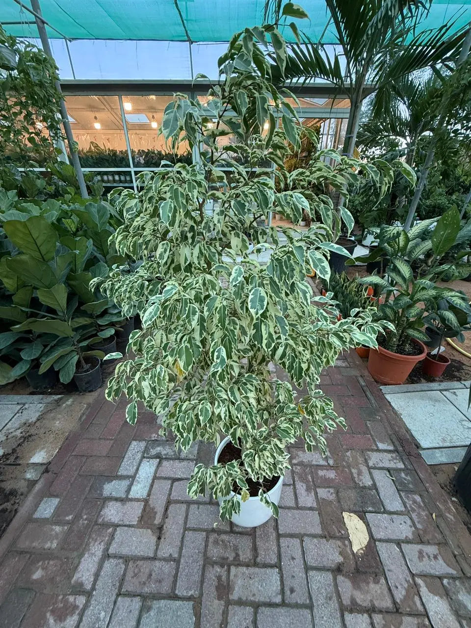 Ficus Benjamina Starlight - Weeping Fig iPlants