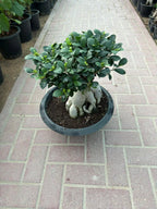 Ficus Table Bonsai iPlants