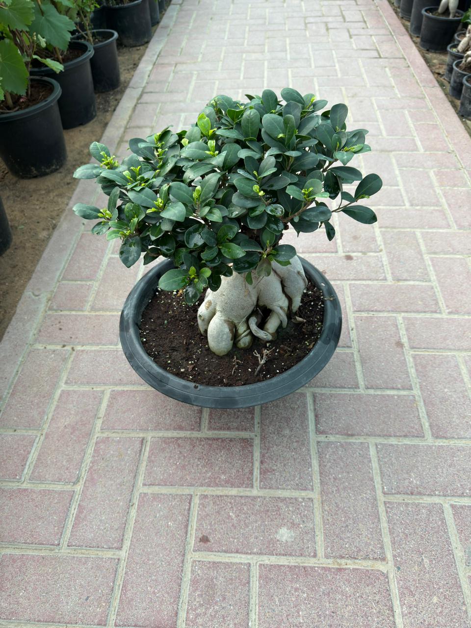 Ficus Table Bonsai