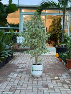 Ficus Benjamina Starlight - Weeping Fig iPlants