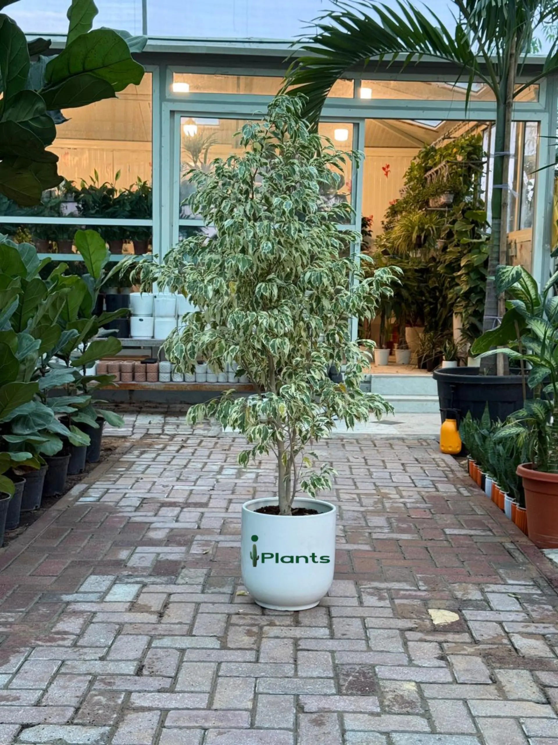 Ficus Benjamina Starlight - Weeping Fig iPlants