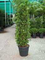 Ficus Panda Cone iPlants
