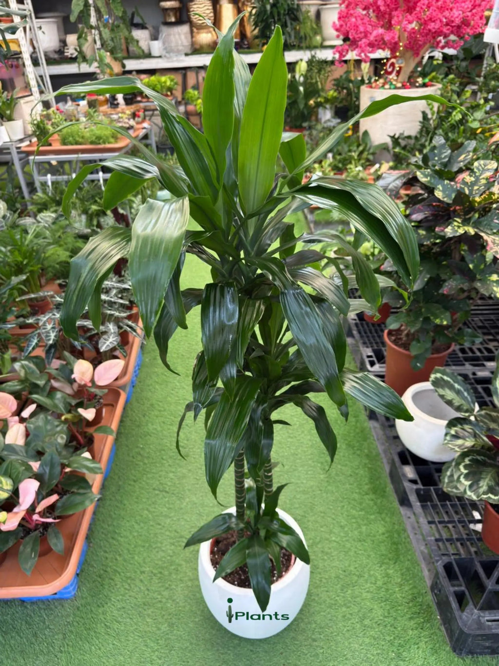 Dracaena compacta Head iPlants