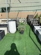 Silver Damas iPlants