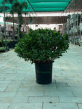 Ficus Panda ball iPlants
