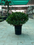 Ficus Panda ball iPlants