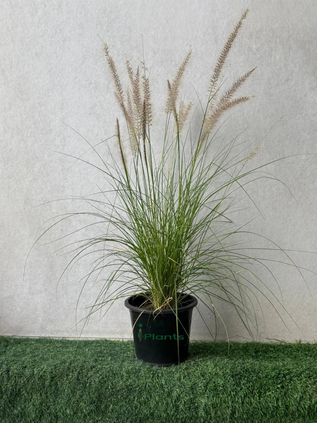 Green Fountain Grass (Pennisetum Green) iPlants