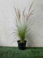 Green Fountain Grass (Pennisetum Green) iPlants