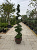 Ehretia spiral head (Thailand) iPlants