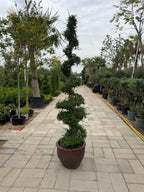 Ehretia spiral head (Thailand) iPlants