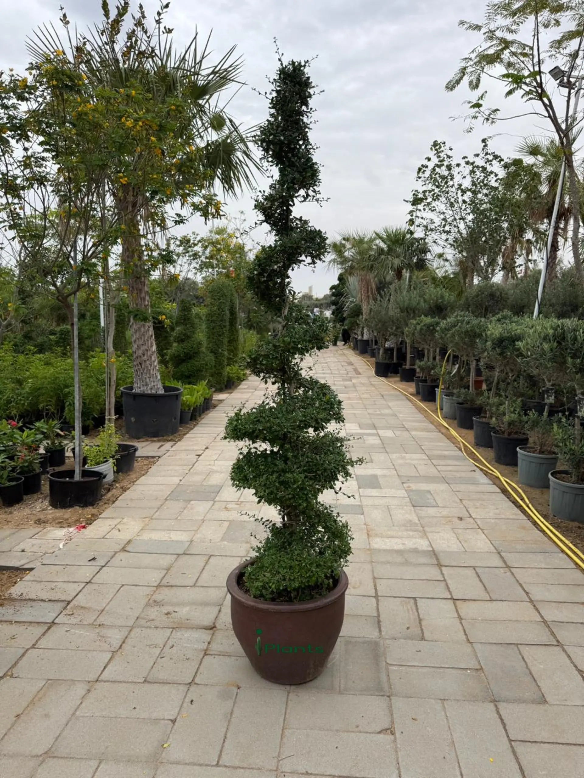 Ehretia spiral head (Thailand) iPlants