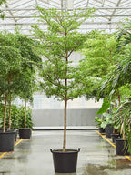 Busida Tree (Bucida Shady Lady) iPlants
