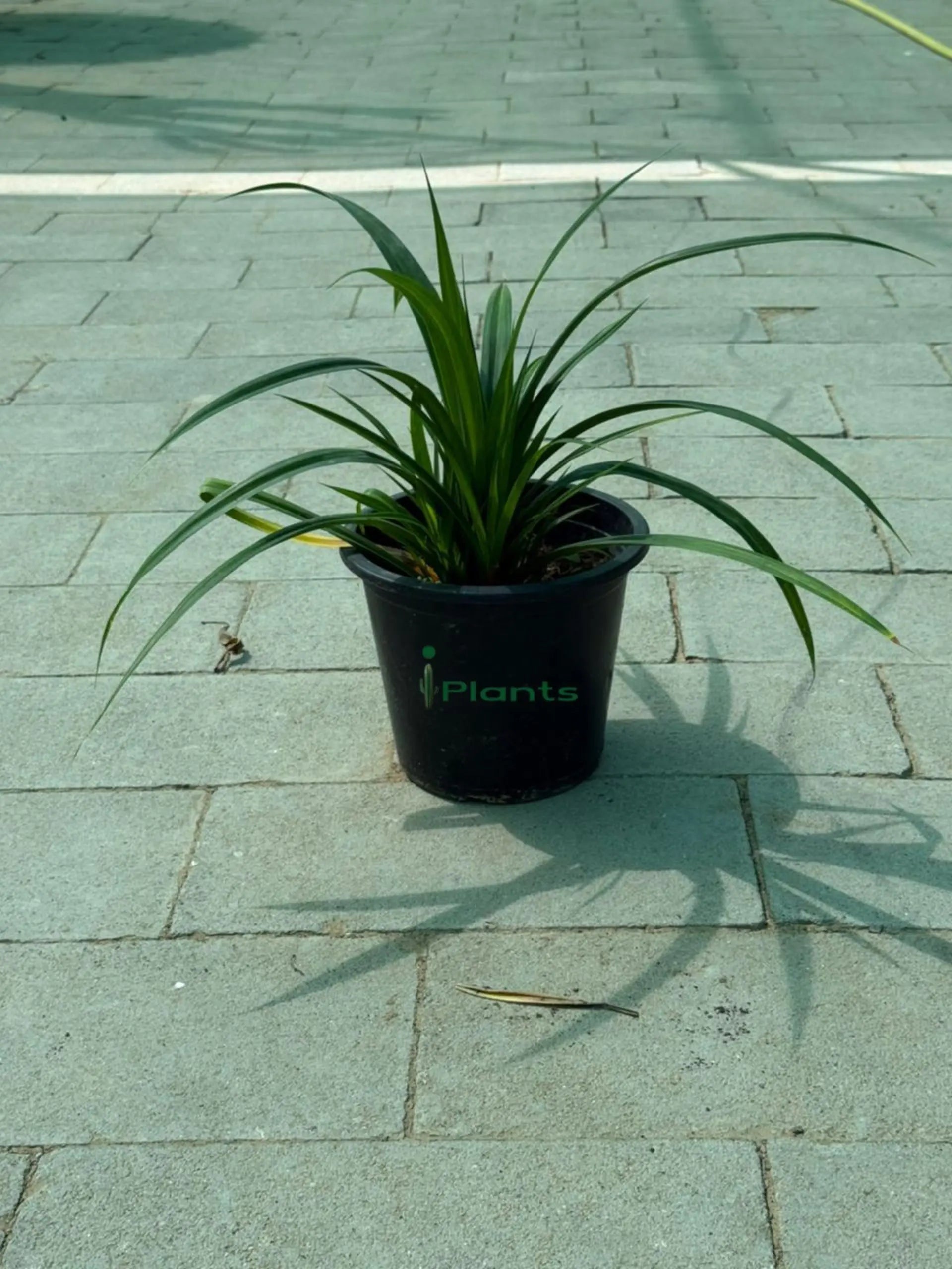 Pandanus Green iPlants