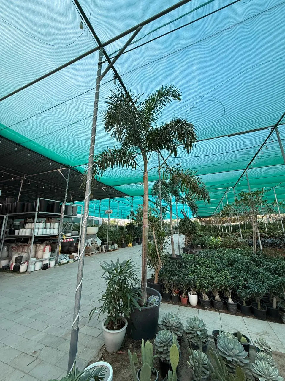 Foxtail palm iPlants