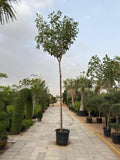 Tabebuia Rosea Plant iPlants
