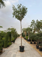 Tabebuia Rosea Plant iPlants