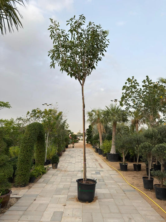 Tabebuia Rosea Plant iPlants
