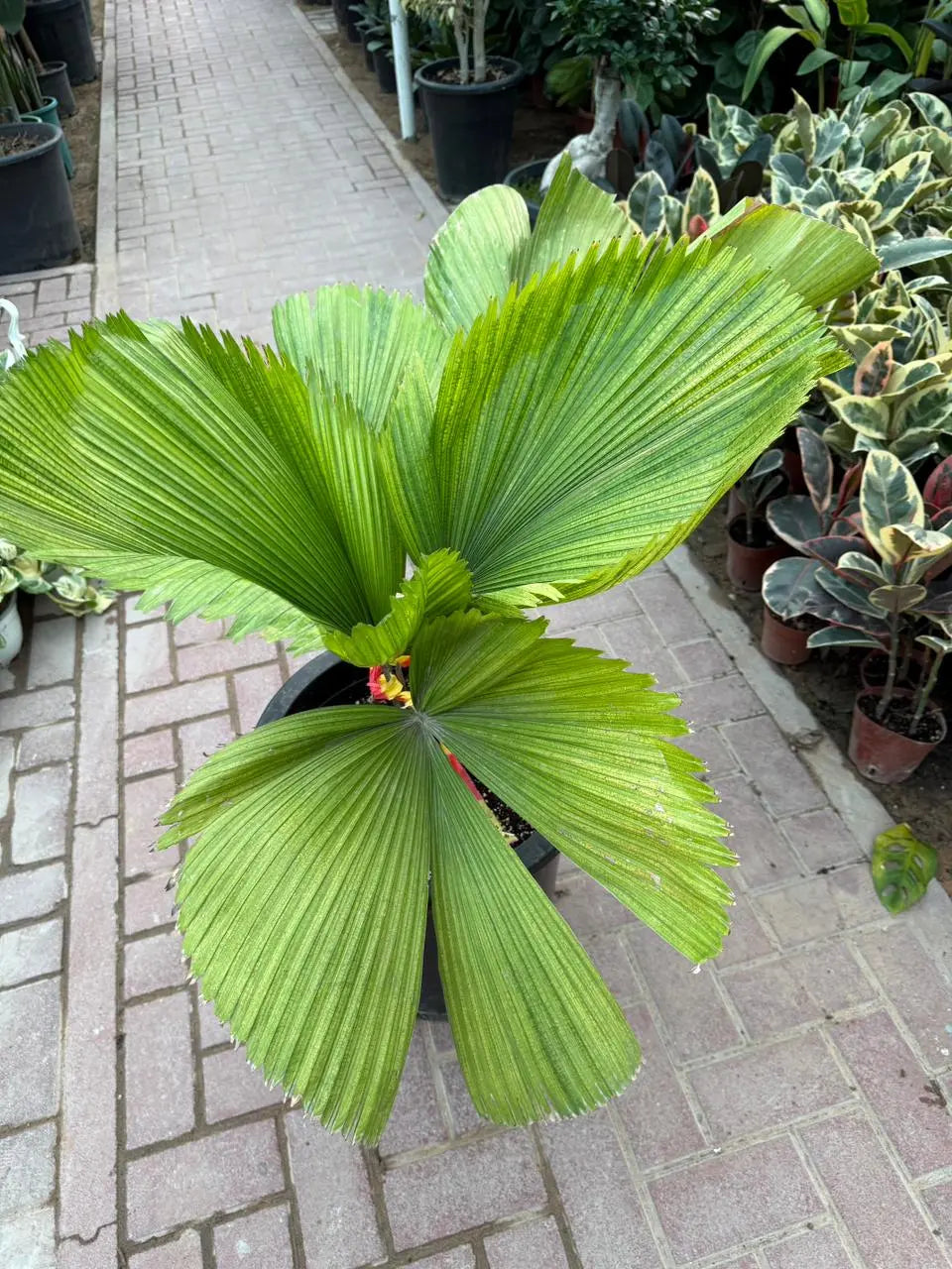 Chinese Fan Palm iPlants