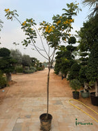 Acacia Tree iPlants