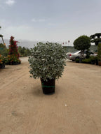 Silver Damas Ball iPlants
