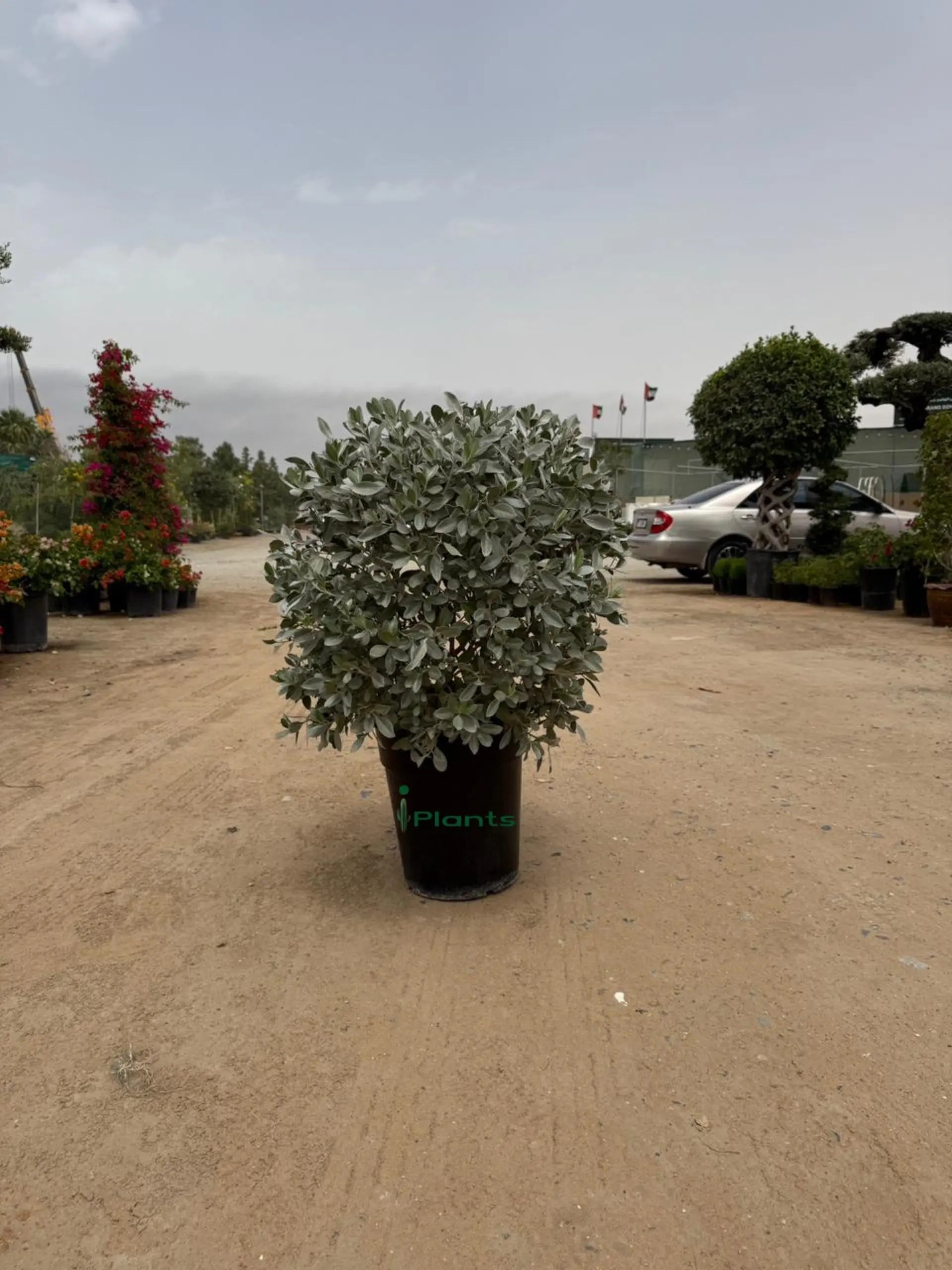 Silver Damas Ball iPlants