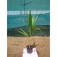 Coconut Palm iPlants