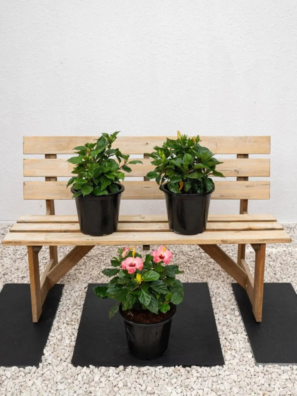 Hibiscus Plant iPlants