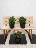 Hibiscus Plant iPlants