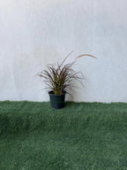 Red Fountain Grass (Pennisetum Red) iPlants
