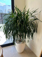 Draceane Draco iPlants