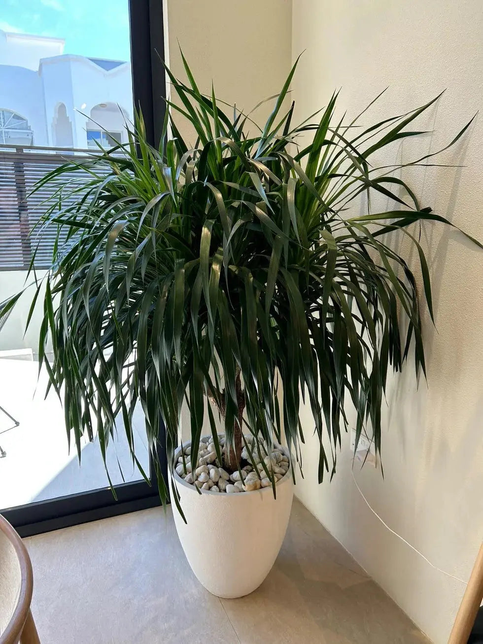 Draceane Draco iPlants