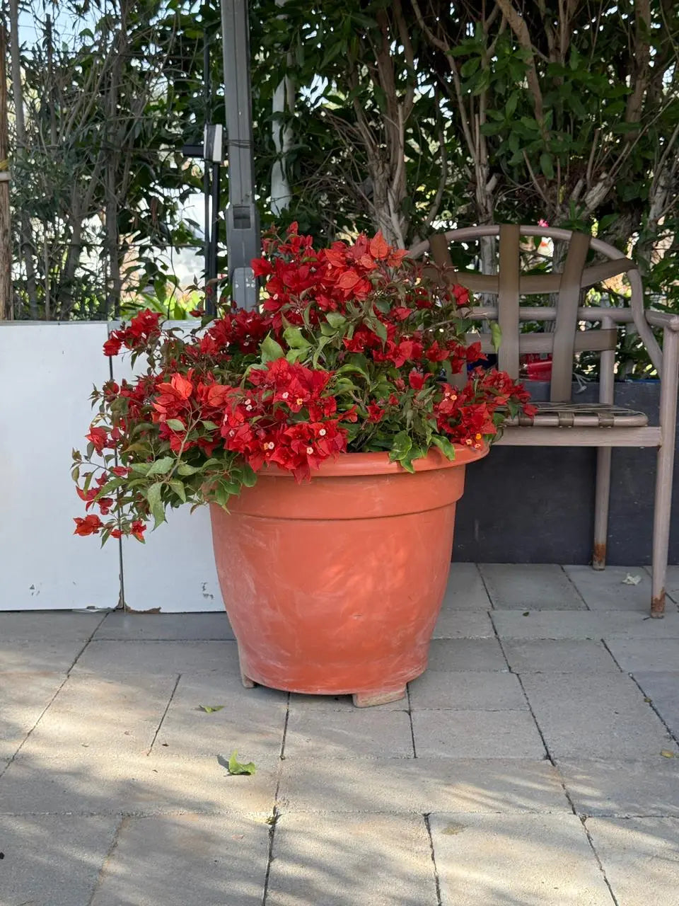 Bougainvillea Tomato iPlants