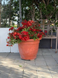 Bougainvillea Tomato iPlants