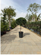 Ficus panda single head iPlants