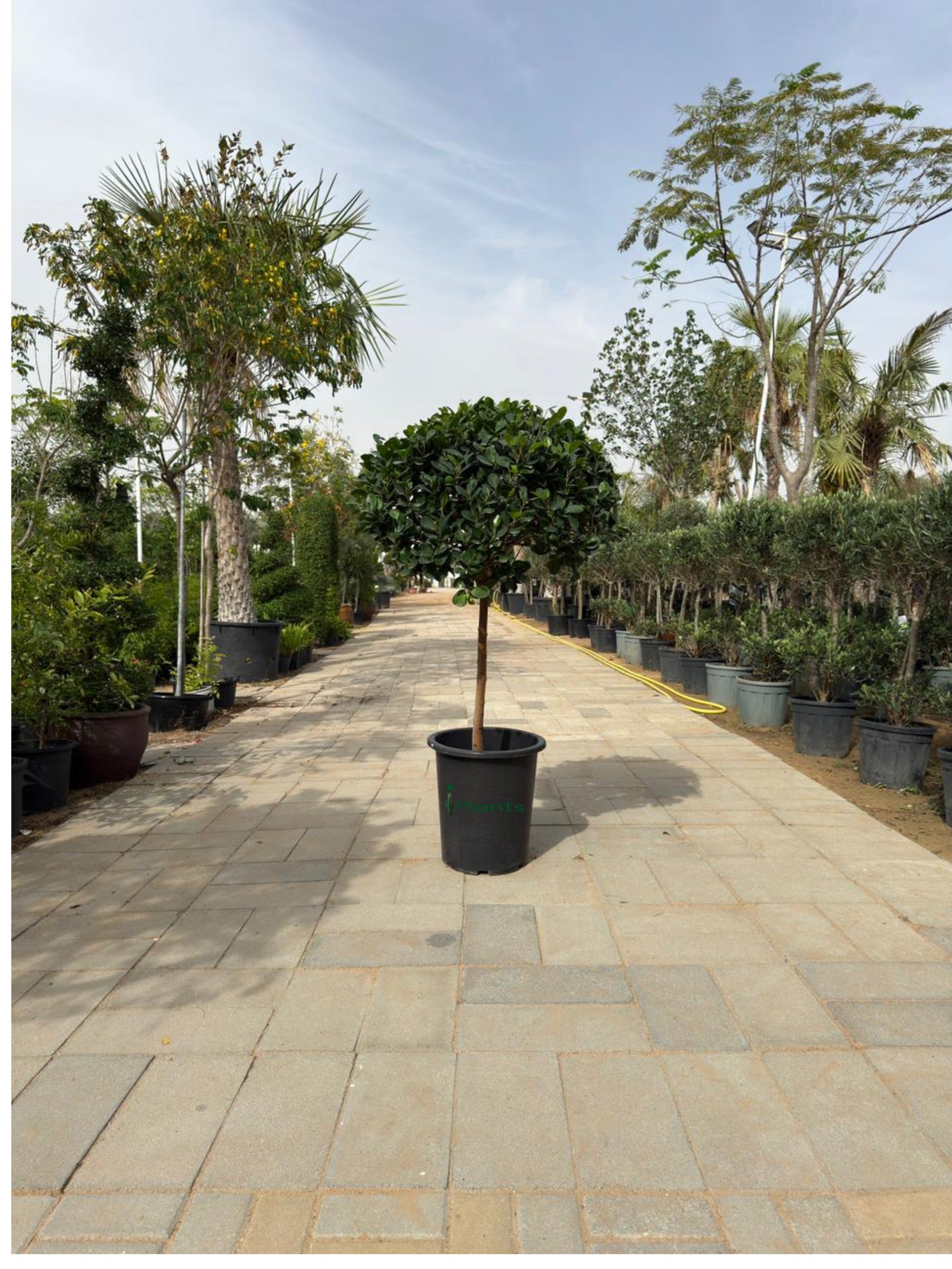 Ficus panda single head