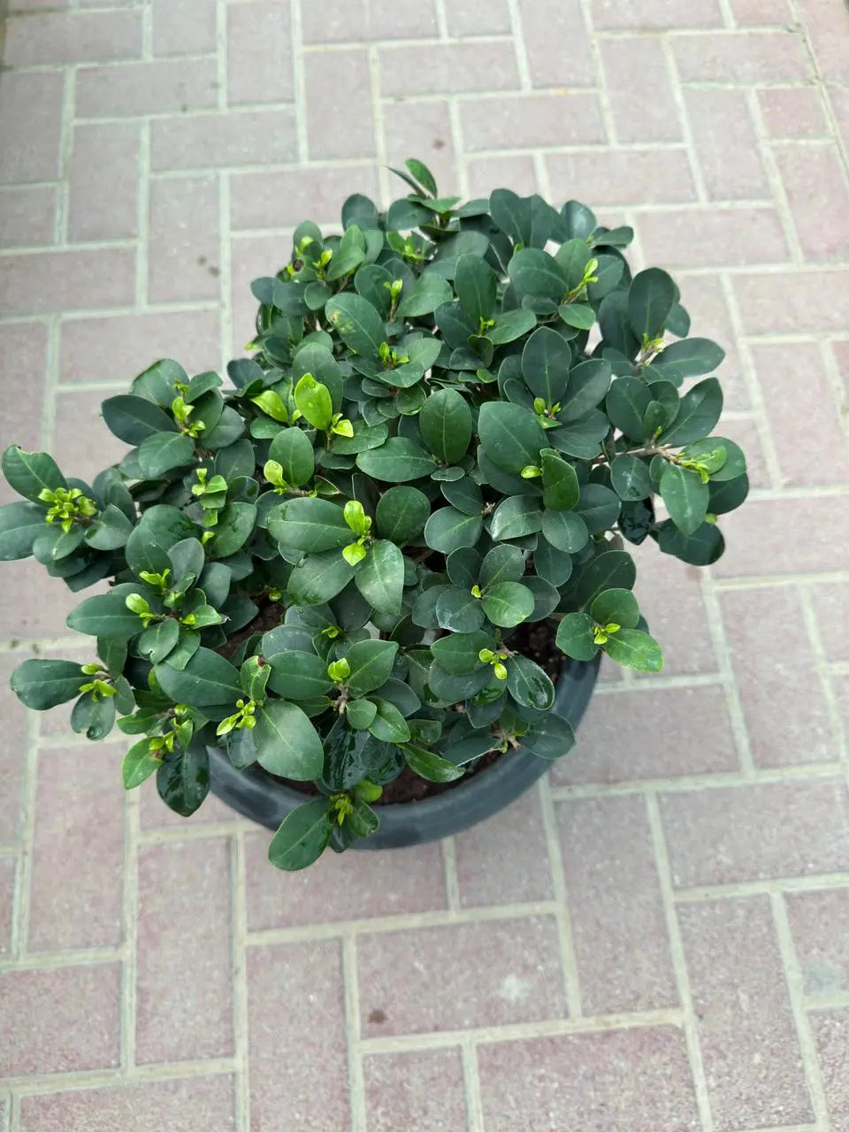 Ficus Table Bonsai iPlants