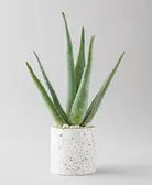 Aloe Vera iPlants