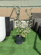 Silver Damas iPlants