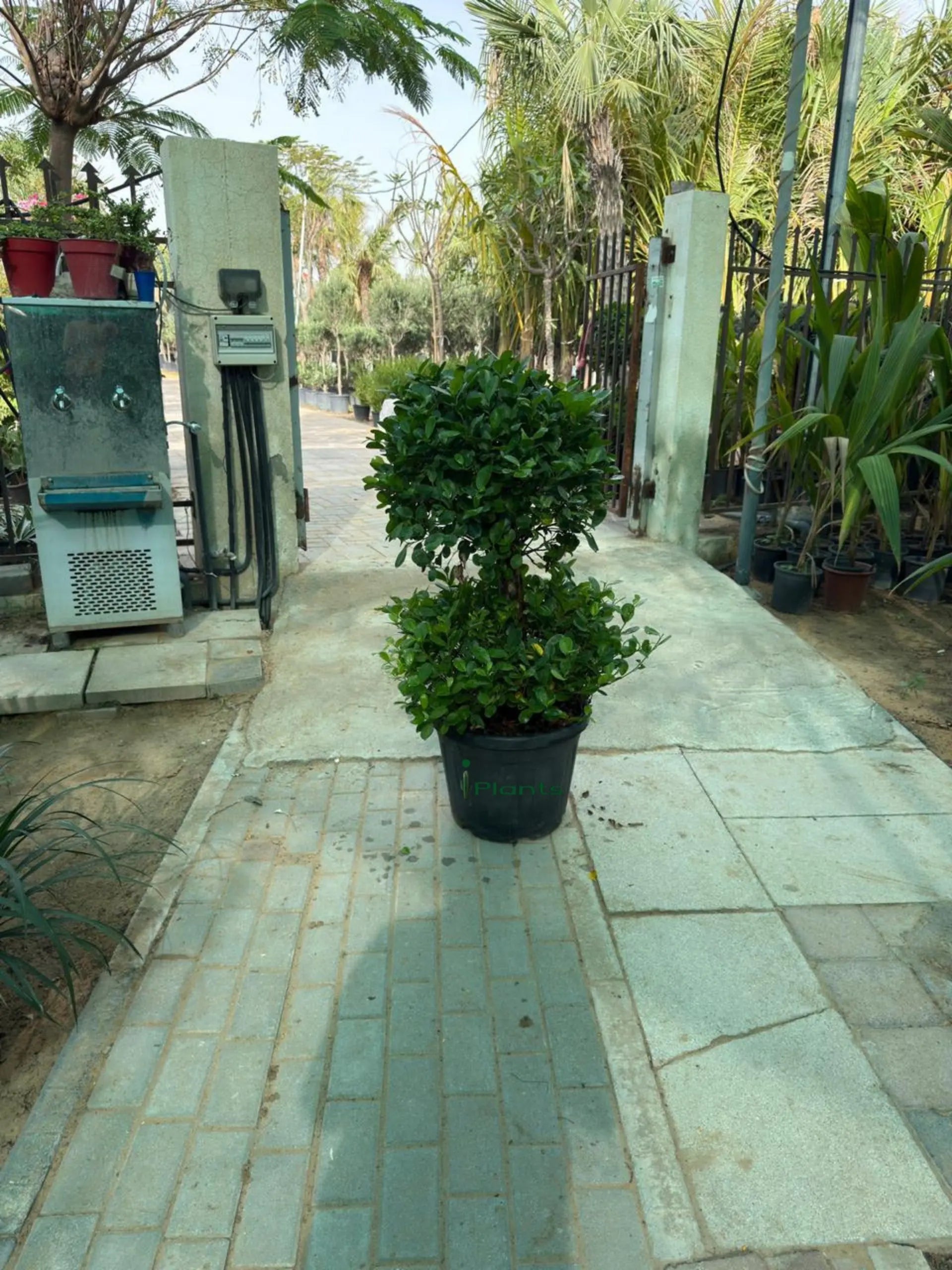 Ficus panda 2 head iPlants