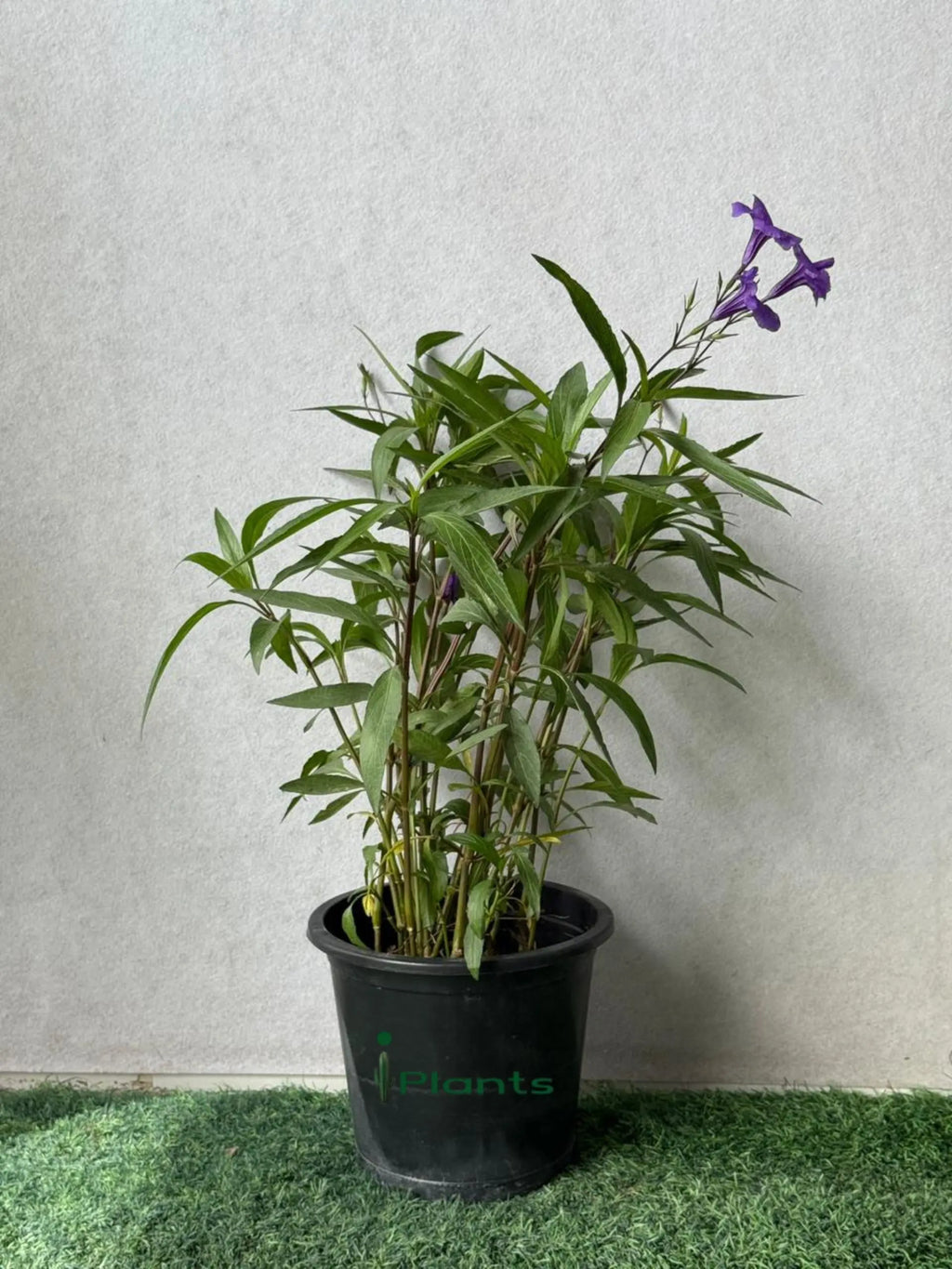 Ruellia iPlants