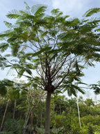 Delonix regia iPlants
