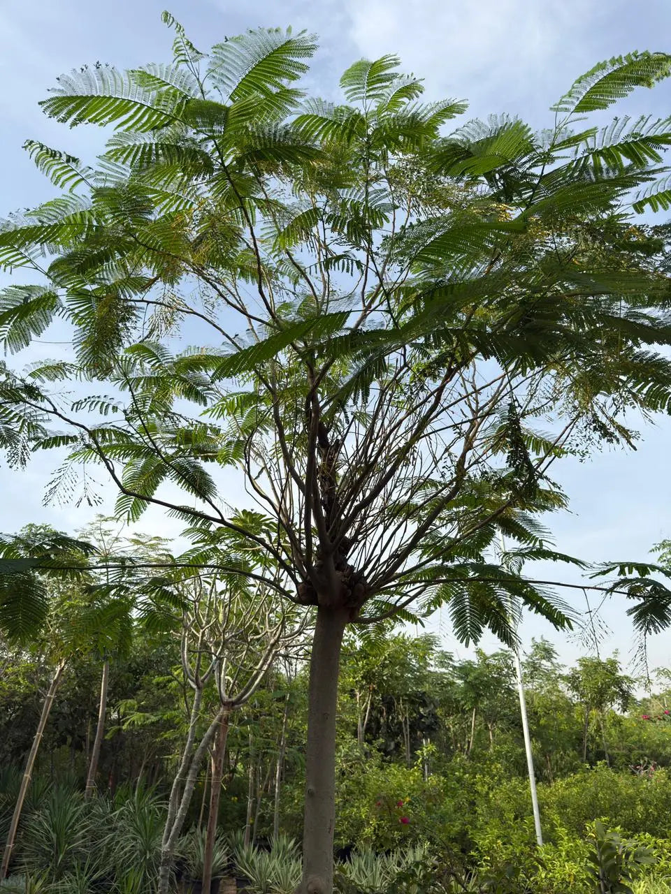 Delonix regia iPlants