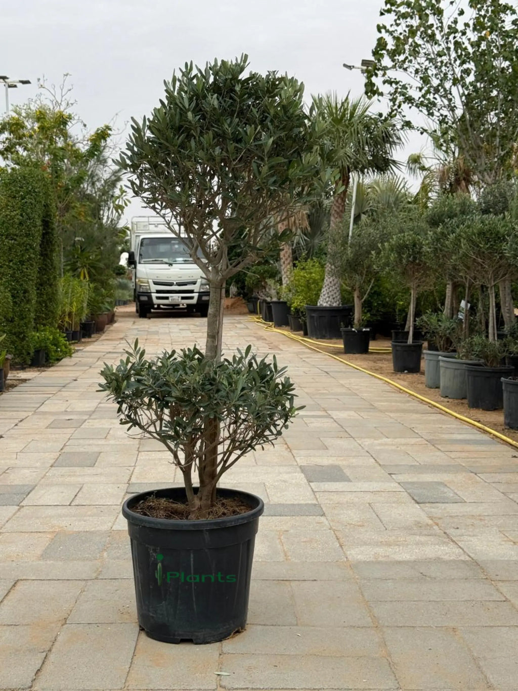 Olive two Head iPlants