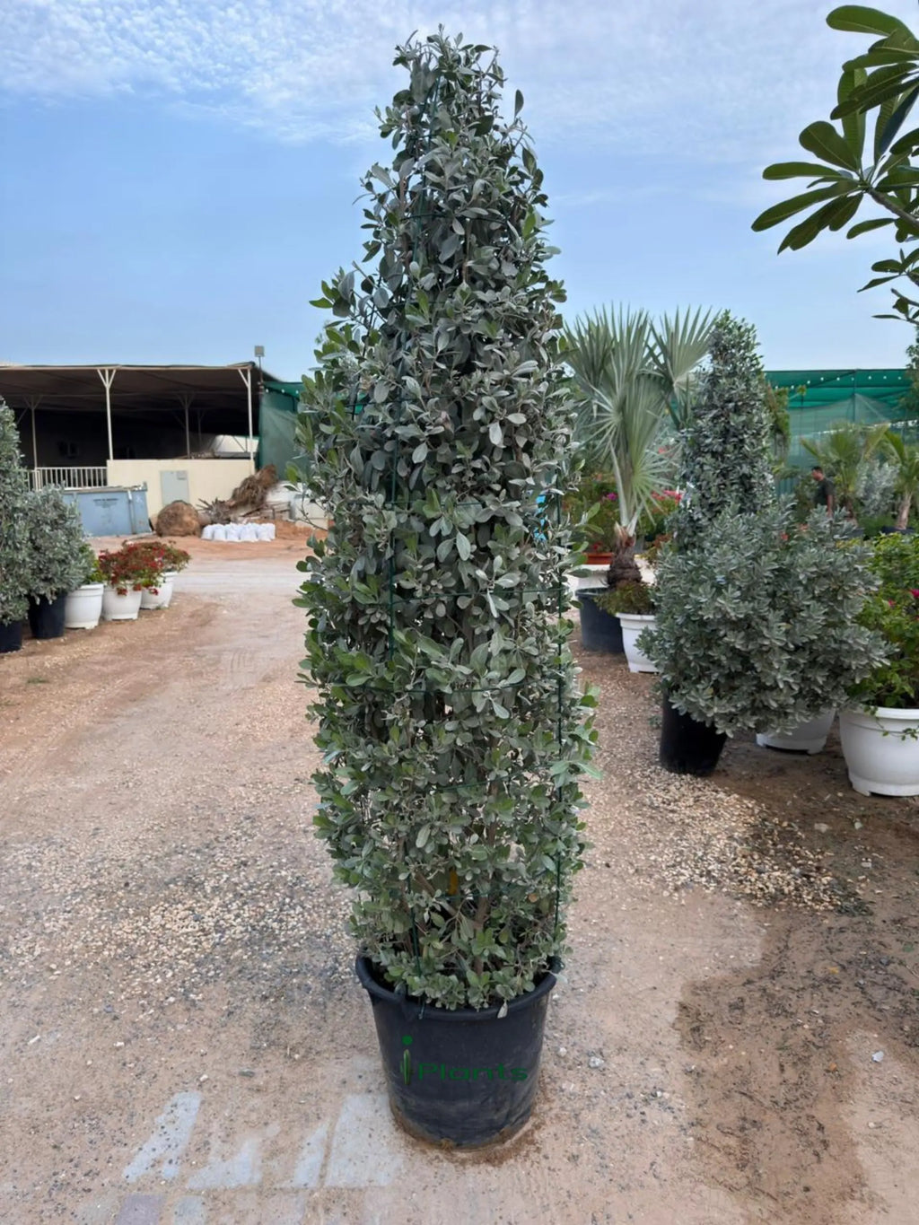 Silver Damas Cone iPlants