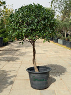 Ficus Nitida Single Head iPlants