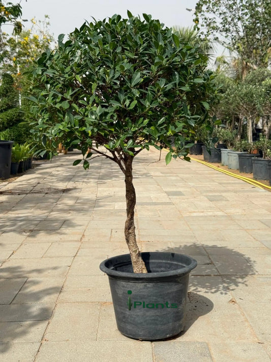Ficus Nitida Single Head iPlants