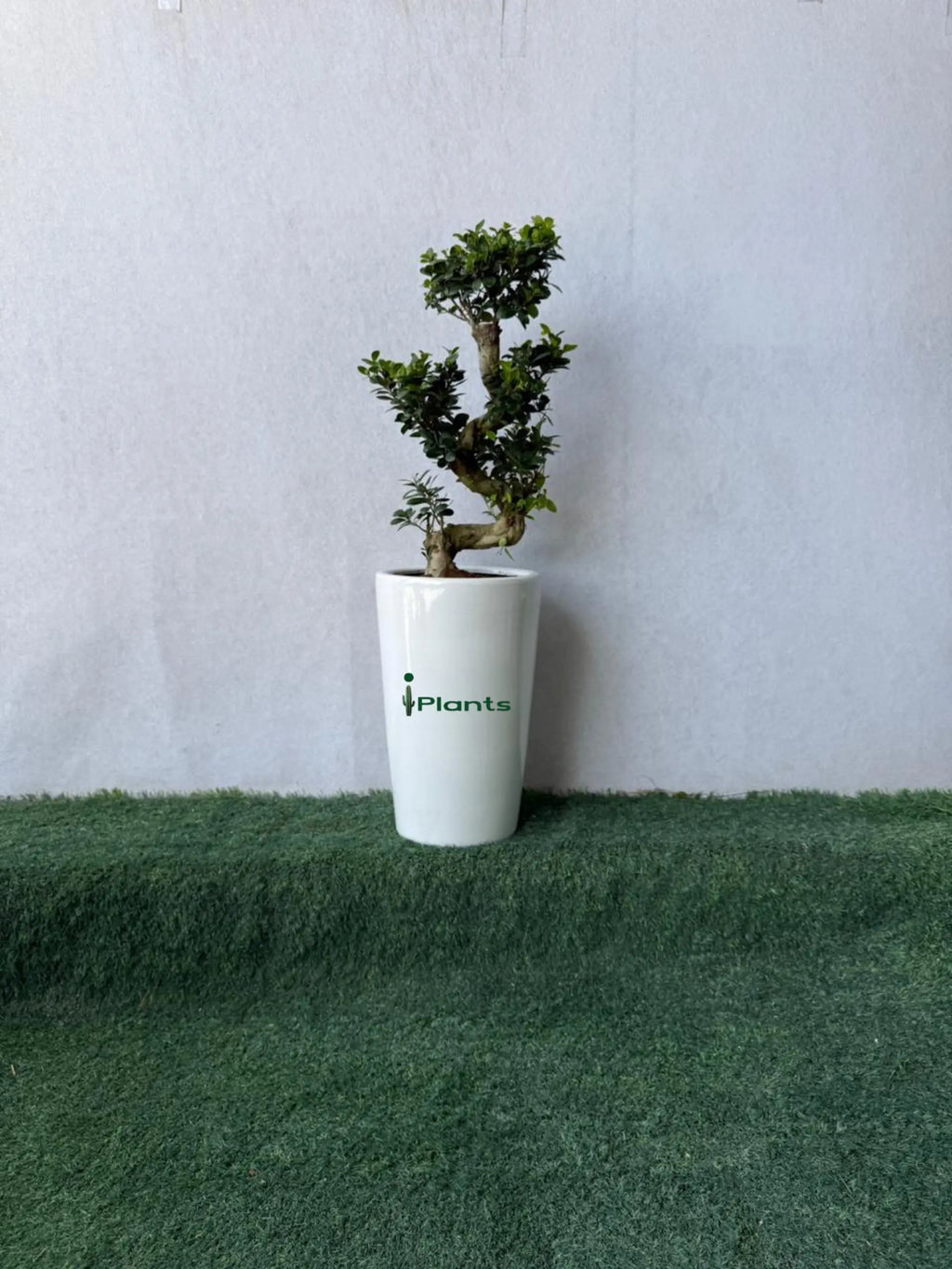 Ficus Bonsai- S Shape iPlants