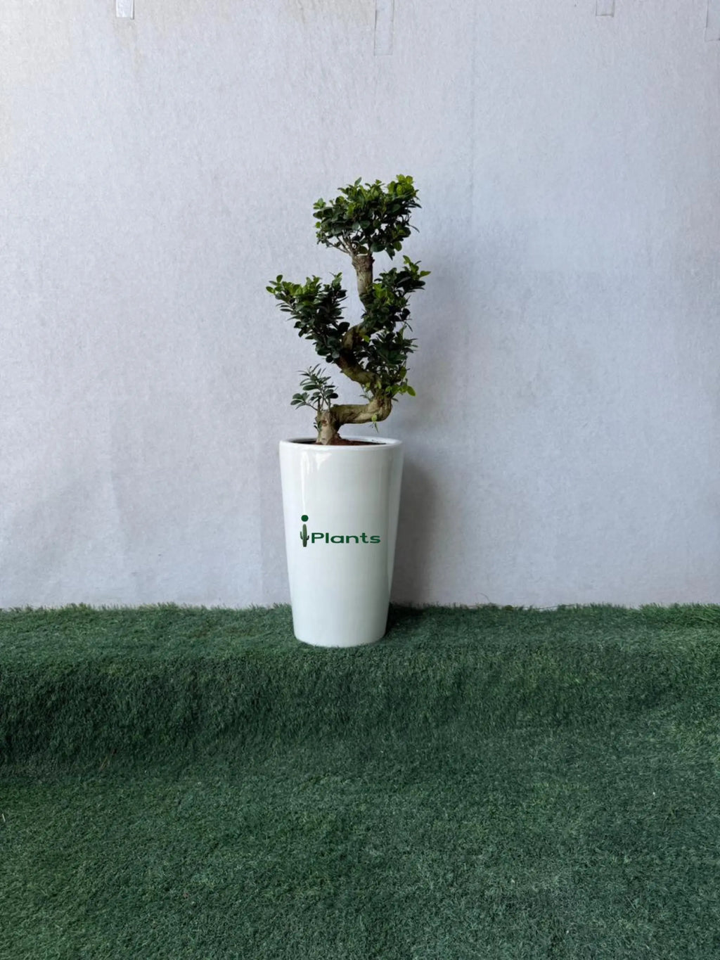 Ficus Bonsai- S Shape iPlants