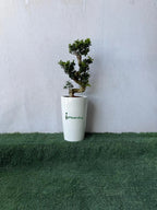 Ficus Bonsai- S Shape iPlants