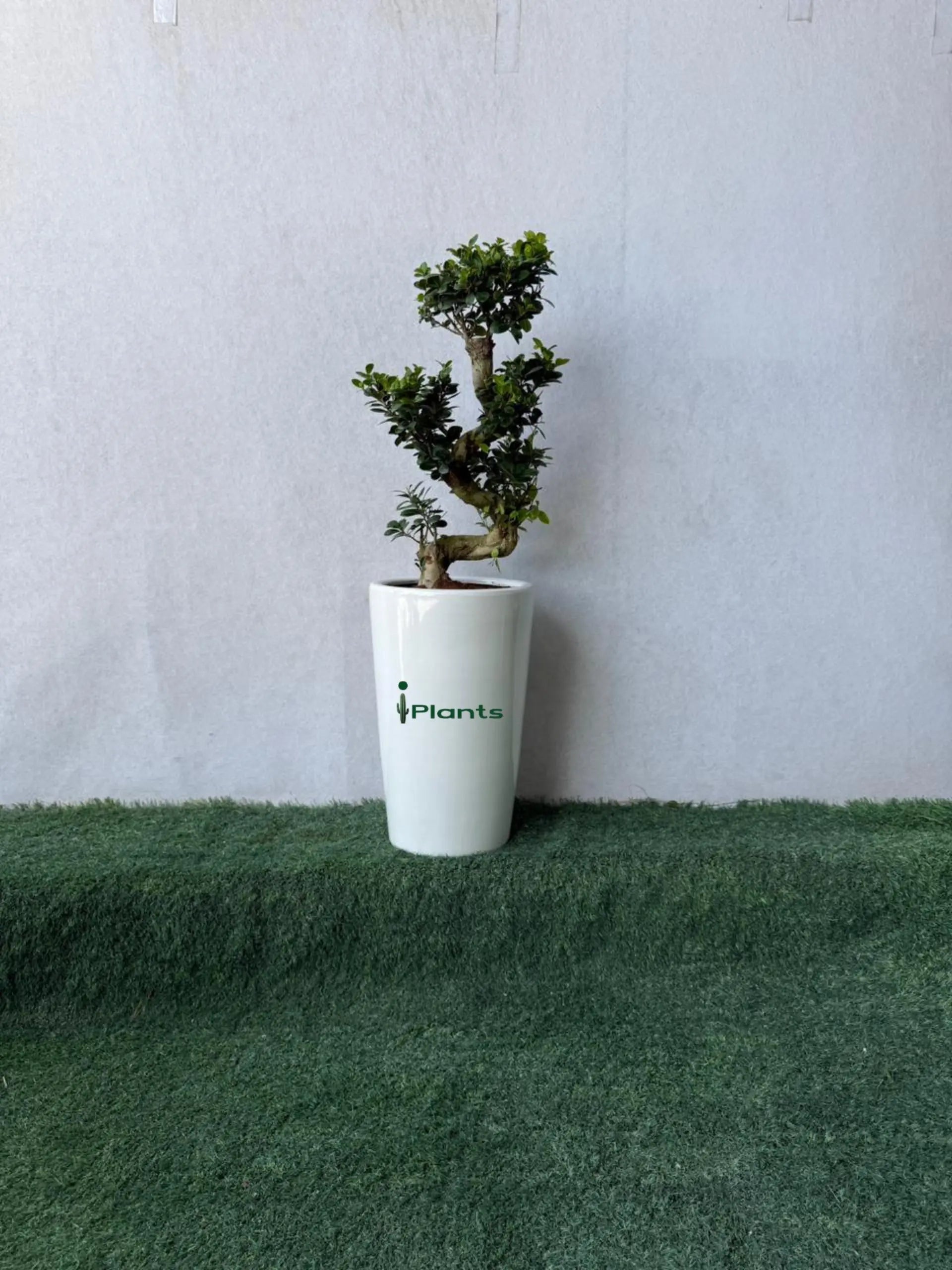 Ficus Bonsai- S Shape iPlants